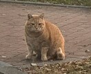 カサンドラ症候群・発達障害カードリーディングします カサンドラ経験者の言靈師がお困り事全般に対応♪ご相談ください イメージ1