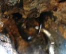 天然オオクワガタの採集方法（樹液・洞採集）教えます クワガタの採集のうち困難なオオクワガタの樹液採集方法です イメージ3