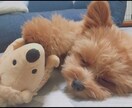 現役保育士があなたの悩みや気持ちを軽くします 子育ての苦痛や不安等あなたの気持ちに寄り添い相談聞きます イメージ1