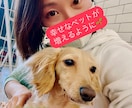 オンラインしつけ相談をします ペットとより良い暮らしに！しつけ教室の前にご相談ください！ イメージ2