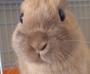 どんな小さな愚痴でも聞きます 心の中の想いを話してスッキリしましょう！ イメージ1