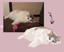 うちの子ペットをオシャレなイラストにします 写真にはないうちの子の可愛さをイラストで表現します イメージ2