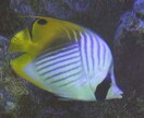 魚の同定、承ります この魚の種類は？毒は無いの？食べられるの？等々知りたい方へ！ イメージ2