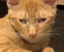 うちの子がいちばん！愛猫の自慢話聞きます 愛猫とのエピソード、特技、猫愛なんでもお話しください イメージ5