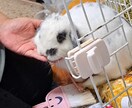 あなたとペットのキズナ深めます 大事な家族のご飯について考えませんか？ イメージ1