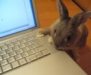 うさぎの飼い方アドバイスします ＆ 飼いたい気持ちの背中を押します イメージ1