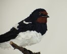 手縫いと木彫りで、理想の鳥をオーダー制作します 飼い鳥、インコさん、野鳥など独自のぬいぐるみを制作します イメージ4