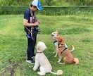 懐かない野犬（保護犬）が家族になるサポートをします （水族館で多くの野生動物経験を、野犬のしつけに活用） イメージ5