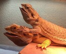 爬虫類、両生類、その他昆虫類の飼育法、相談のります！ イメージ3