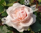 薔薇の花の写真、提供します スマホで撮った薔薇の写真を提供いたします。 イメージ10