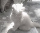 お話相手になります お話するだけでほかは何も無いです イメージ1