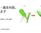 医療イラスト｜学会・論文用の術式・解剖図を描きます 医師監修×医学・バイオ出身。ラフ確定後1〜2日で仕上げ イメージ1