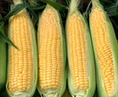 家庭菜園で失敗しにくい野菜作りのコツ教えます 現役農家として年間多品目の野菜を栽培してます イメージ2