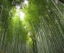 あなたのご希望の自然の風景の写真撮影致します。木・川・花・草など イメージ1