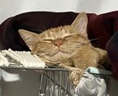 うちの子がいちばん！愛猫の自慢話聞きます 愛猫とのエピソード、特技、猫愛なんでもお話しください イメージ6