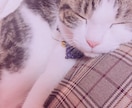 猫ちゃんの写真・動画売ります 白いチンチラの猫とブチのスコティッシュ猫 イメージ1
