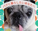 パグ好きさんのための飼いかた相談乗ります パグの飼い方のポイント、しつけ、健康など細かくお話します イメージ1