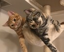 いろいろな英文の精読をお手伝いします 英語がスラスラと読み進められる喜びを楽しみましょう イメージ1