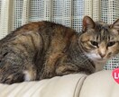 コロナ禍どのようにお過ごされてます 私に全てゆだねてくれるだけでいいんです癒されてみませんか？ イメージ3