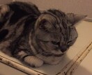 猫ちゃんに関する事を伝えます 猫ちゃんの困った事やクセ  脱走  なんでも  相談します イメージ2