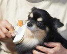 日常のケアを犬自身に協力してもらう躾法教えます 日常のお手入れ中に嫌がる、噛むなどの問題を解決します！ イメージ1