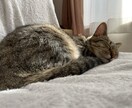 ぜったい肯定します、なんでもお話聞きます どんな内容でも必ず肯定します、否定する言葉は言いません＾＾ イメージ1