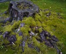 苔玉盆栽をつかった癒やし空間アドバイス致します ホテル･店舗等ディスプレイ提案＆オーダー制作インバウンド向け イメージ6
