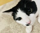 ペットのわんちゃんと仲良くなるためのしつけ教えます 一緒に解決して今よりもっとわんちゃんと仲良くなりましょう！ イメージ2