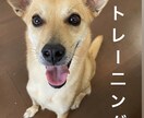 犬の問題行動を解決、トレーニングいたします 褒めて伸ばすモチベーショナルトレーニングでお教えします イメージ1