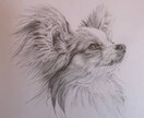 犬・猫を鉛筆画でリアルな似顔絵を描きます お気に入りの画像を絵にして飾ってみませんか‼️ イメージ4