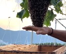 養蜂に挑戦したい！！西洋蜜蜂☆自然養蜂教えます 養蜂の始め方、副業にしたい方、蜜蜂や蜂蜜が好きな方☆ イメージ4