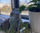 イグアナの飼い方や悩みを経験者が聞きます これって大丈夫？イグアナ飼育の不安を一緒にゆっくり整理します イメージ2
