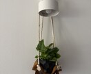 開運植物×風水で金運部屋に変身！します かわいく飾って♡お金と一緒に幸せも舞いこむお部屋つくり イメージ3