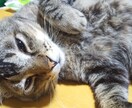 癒し♡猫たちと一緒にお話します 猫たちと一緒にまったりな時間を過ごしましょう(=‘ｘ‘=)♡ イメージ2