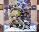 アクアリウムのアドバイスします 業界のプロが教えるアクアリウムのコツ イメージ2