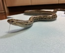 虫の標本製作、魚類、蛇の剥製製作承ります 虫、魚、蛇を標本、剥製にしたい方はご依頼ください！ イメージ3