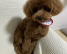 トイプードルのモデル写真・動画提供します 撮影シチュエーションご相談下さい イメージ7