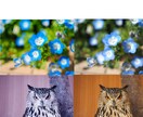 SNSや記念に。お写真の「色味補正」承ります いつものお写真を少し変えてみませんか イメージ2