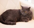 うちの子が1番✨あなたの愛猫の自慢話をお聞きします 誰より猫に癒されたい僕が、とことん猫トークにお付き合いします イメージ7