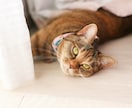 愛犬・愛猫など貴方のペットの気持ち霊視鑑定します お家・天国にいる貴方のご家族のペットちゃんの気持ちを視ます。 イメージ9