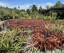 植物ディスプレイ・レイアウト1ヶ月サポート致します 実店舗勤務・海外買付経験を活かし“売れる植物空間”をご提案 イメージ5