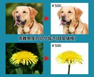 画像を切り抜き(白抜き・背景透過)します 画像の切り抜き加工100円～PSDでの納品も追加料金なし イメージ5