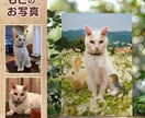 世界にひとつ！ペットの素敵なポスターをつくります A4・A3の選べるサイズ！プレゼントに最適です♪ イメージ3