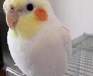 ペットの気持ち、タロットで占います ルノルマンカードでペットのお悩み解決しませんか？ イメージ2