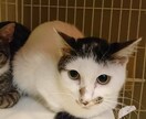 動物の相談ききます 動物愛護歴約八年、猫、犬、ハムスター、爬虫類等 イメージ2