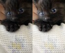 ペットのお写真綺麗に加工いたします ご家族との記念写真や遺影、リビングに飾るお写真にどうぞ イメージ4