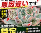 多肉専門　病気・害虫・ダニ診断と防除設計します その症状、“原因違い”のまま対処していませんか？ イメージ1