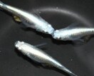熱帯魚、メダカの初心者の方の、飼育サポートします これから熱帯魚、メダカの飼育を始めたい方 イメージ2