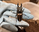 国内外のクワガタカブト虫の飼育、採集方法教えます クワガタカブトムシのことなら任せてください。 イメージ4
