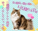 テリトリ共有一週間✭キミの近くをパトロールします 猫的距離感の7日間【ゆっくりしていってね】最終日は…!? イメージ1